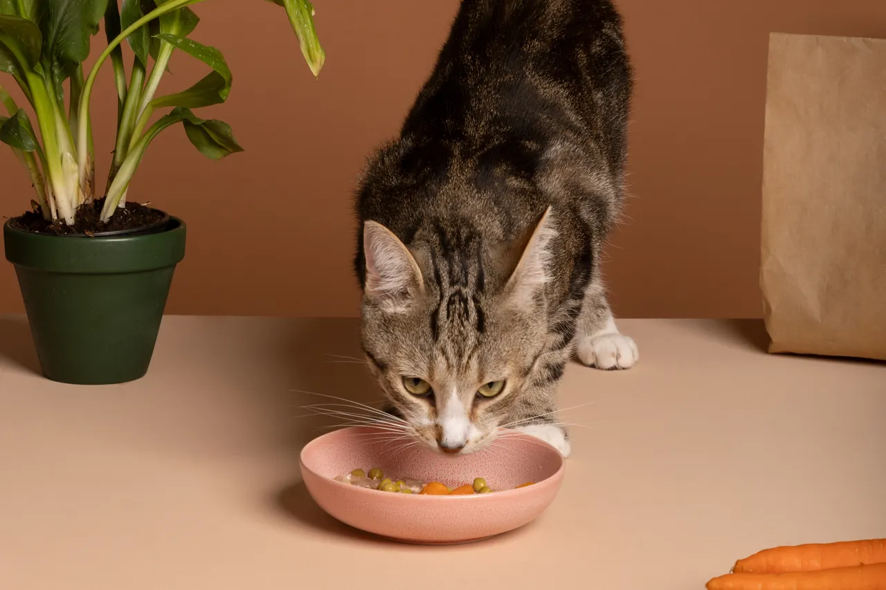 Gato malhado comendo de uma tigela rosa sobre a mesa, ao lado de um vaso de planta e cenouras.