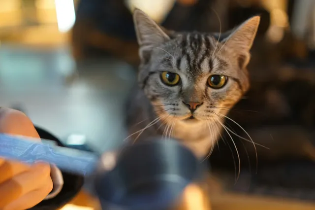 Gato rajado cinza olhando fixo para uma mão que segura uma concha medidora de ração.