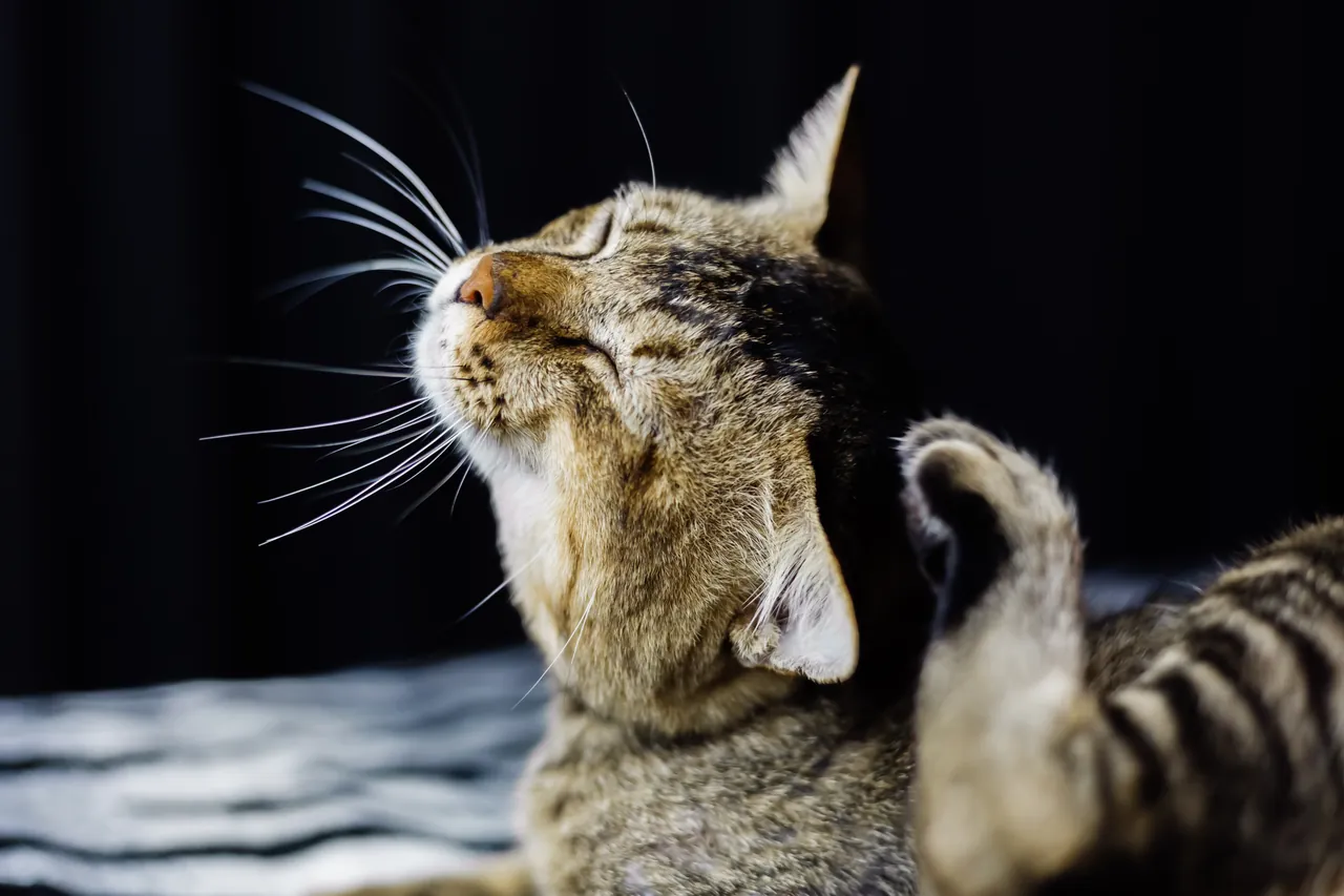 Gato rajado de olhos fechados e cabeça erguida, deitado sobre uma manta listrada.