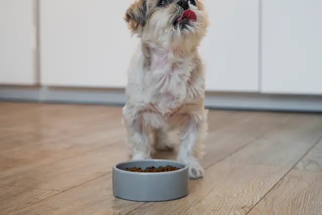 Cachorro pequeno e peludo sentado no chão da cozinha ao lado de uma tigela de comida, lambendo o focinho.