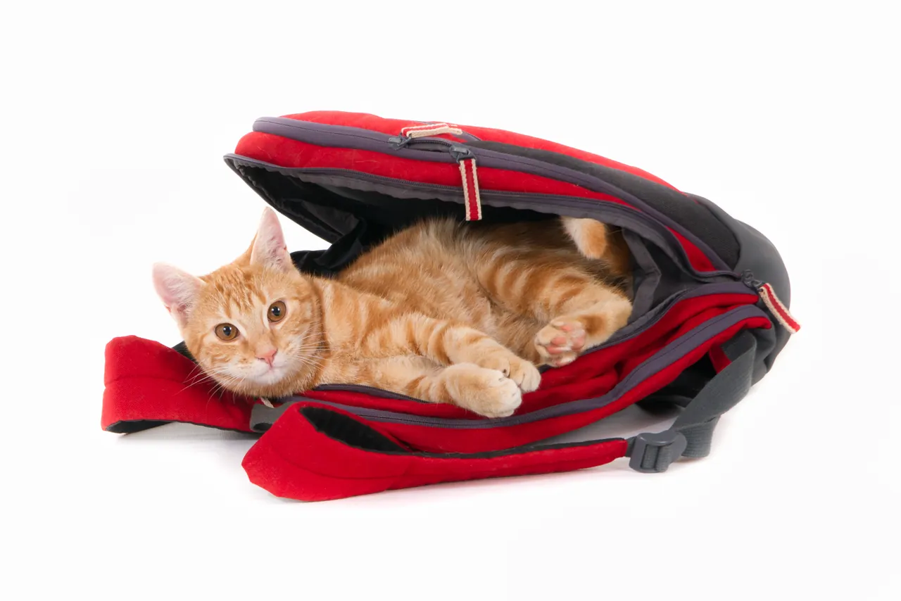 Gato laranja deitado dentro de uma mochila vermelha aberta, olhando para a câmera, sobre fundo branco.