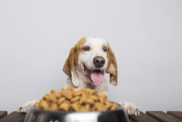Cachorro beagle de orelhas grandes e língua para fora atrás de uma tigela metálica cheia de ração.